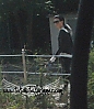normal_021~1.jpg